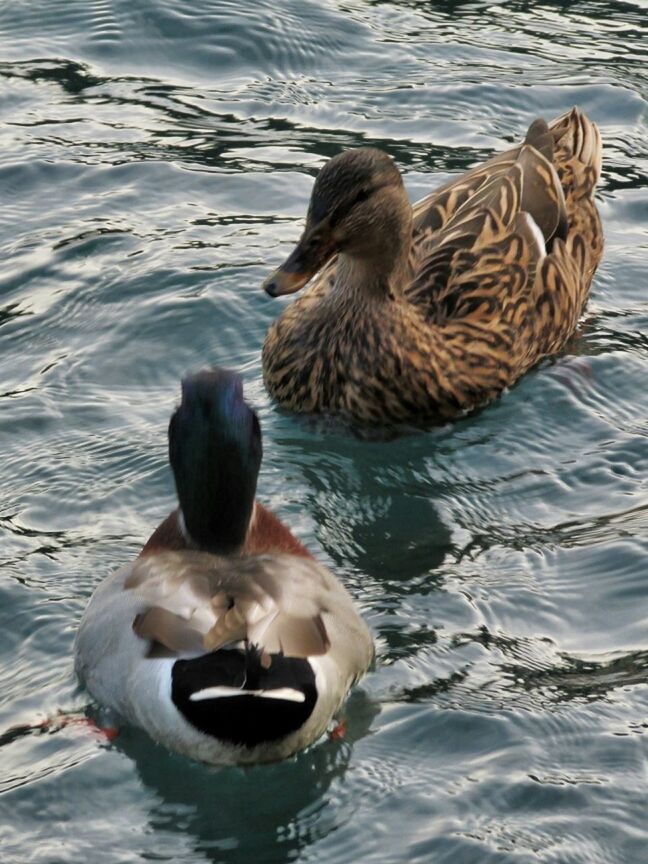 DUCKS IN WATER