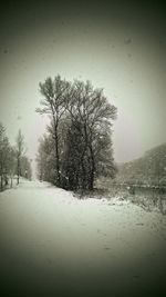 Bare trees on snow covered landscape