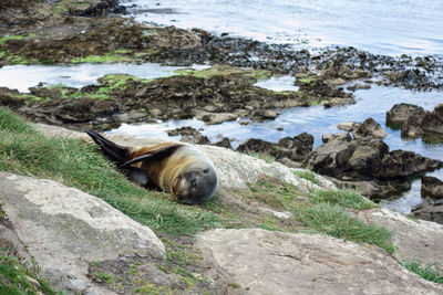 View of an animal on rock at beach