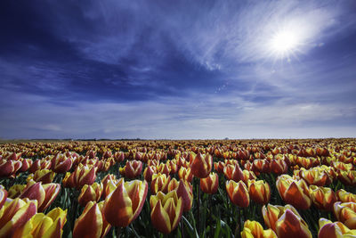 Red and yellow tulips blooming on field against blue sky