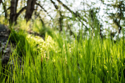 Plants growing on field in forest