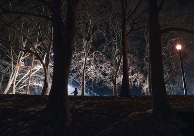 Silhouette of bare trees in the dark