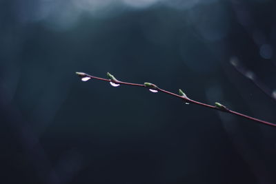 Close-up of plant against blurred background