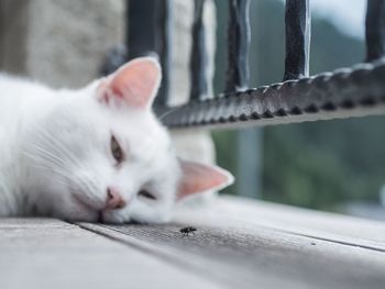 Close-up of cat sleeping
