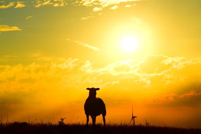 Silhouette horse standing on field against orange sky