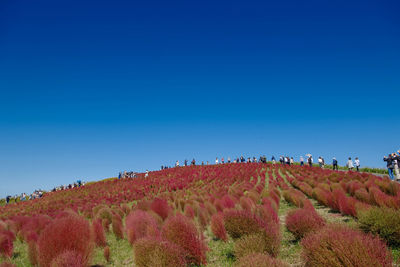 Scenic view of landscape against clear blue sky