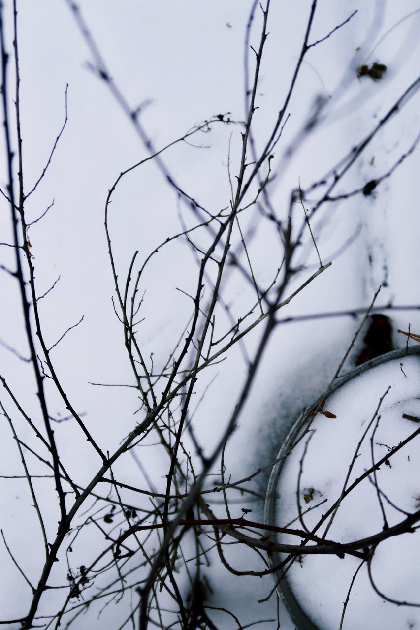 CLOSE-UP OF BARE BRANCHES AGAINST SKY