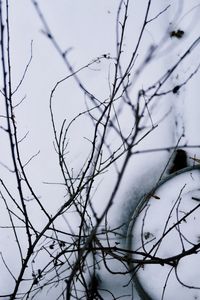 Close-up of bare tree against sky