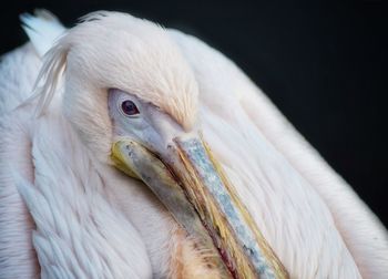 Close-up of pelican