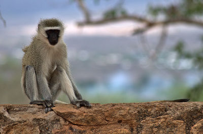 Vervet monkey cover a brickwall