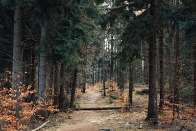 Trees growing in forest