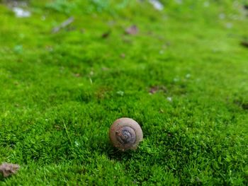 Snail on grassy field