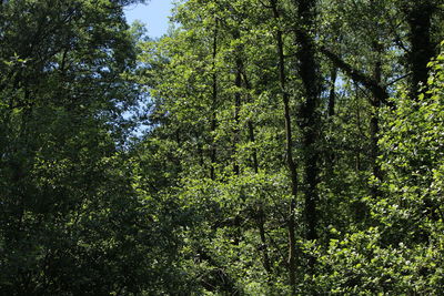 Low angle view of trees in forest