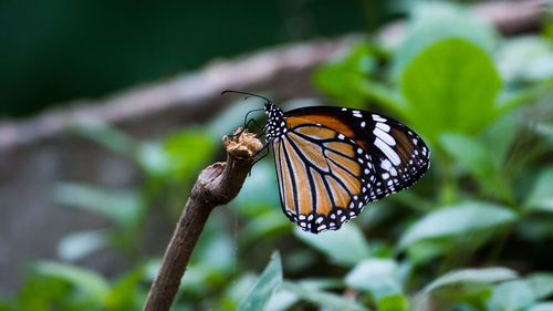 Close-up of butterfly on leaf
