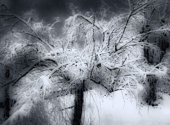 Close-up of plants during winter