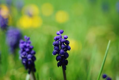 Close-up of purple flowering plants