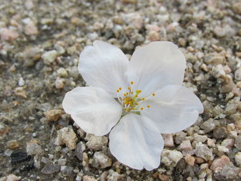 Close-up of flower