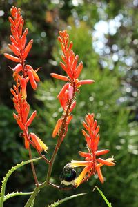 Close-up of red flowering plant