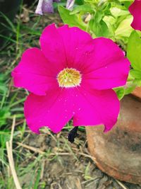 Close-up of pink flower blooming outdoors