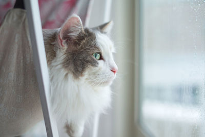 Close-up of a cat looking away