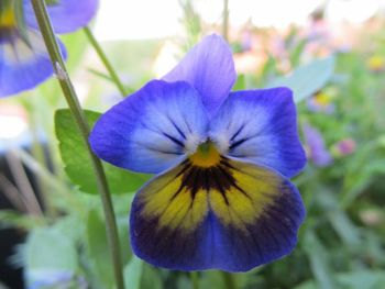 Close-up of purple flowers blooming