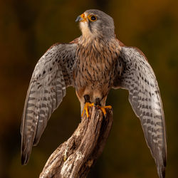Low angle view of bird