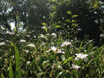 Close-up of white flowers