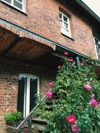 Low angle view of pink flowering plant on building