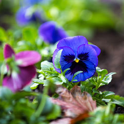 Close-up of pansy blooming in park