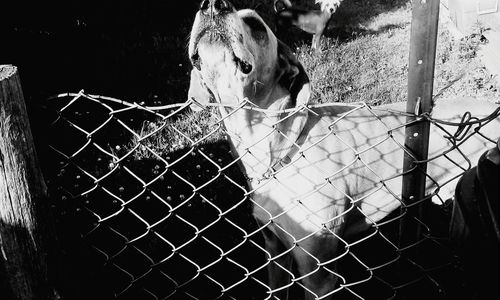 Close-up of chainlink fence