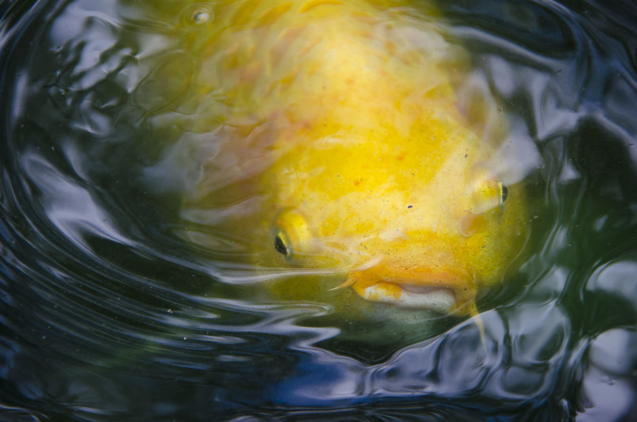 CLOSE-UP OF FISH IN WATER