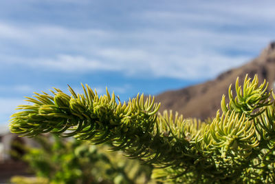 Close-up of fresh green plants against sky