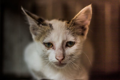 Close-up portrait of cat