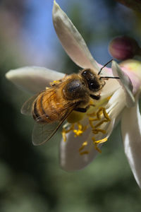 Close-up of bee pollinating on flower