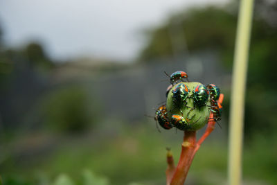 Close-up of insect on plant