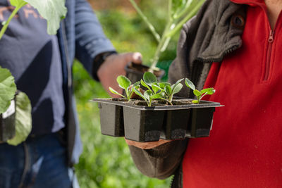 Cabbage seedlings in the hands of a person. young cabbage. summer in the garden