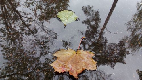 Close-up of autumn leaf on tree during winter