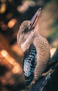 Close-up of a kookaburra in the wild