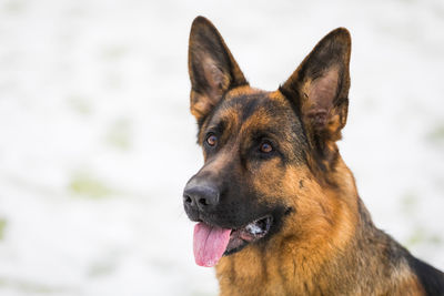 Close-up of a dog looking away