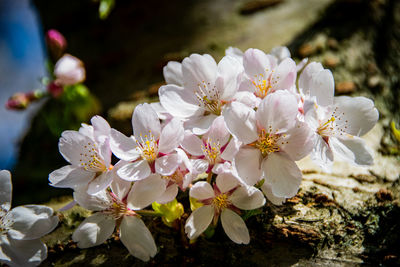 Close-up of white cherry blossom