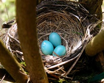 Close-up of eggs in nest