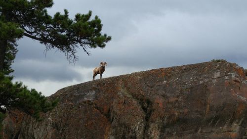 Low angle view of mountain goat standing against sky