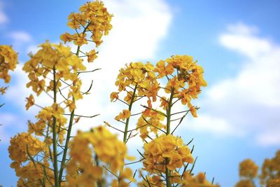 Low angle view of yellow flower tree against sky