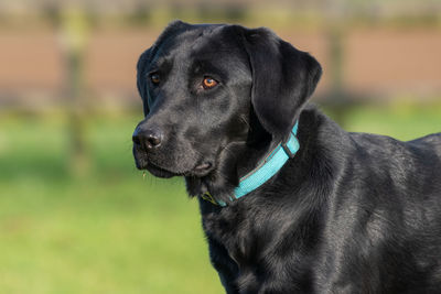 Close-up portrait of black dog