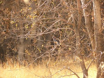 Close-up of bare tree in forest