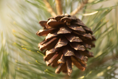 Close-up of pine cone on leaves