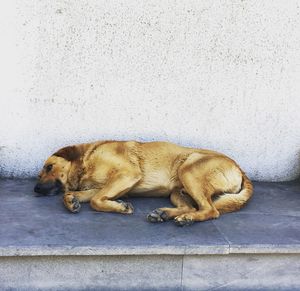 Dog sleeping on floor
