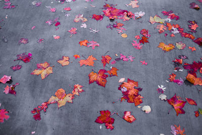 High angle view of autumn leaves on street