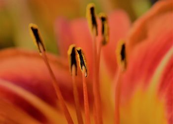 Close-up of insect on flower