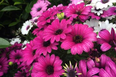 Close-up of pink dahlia flowers blooming outdoors